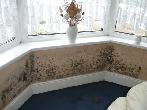 mould-damage-painting